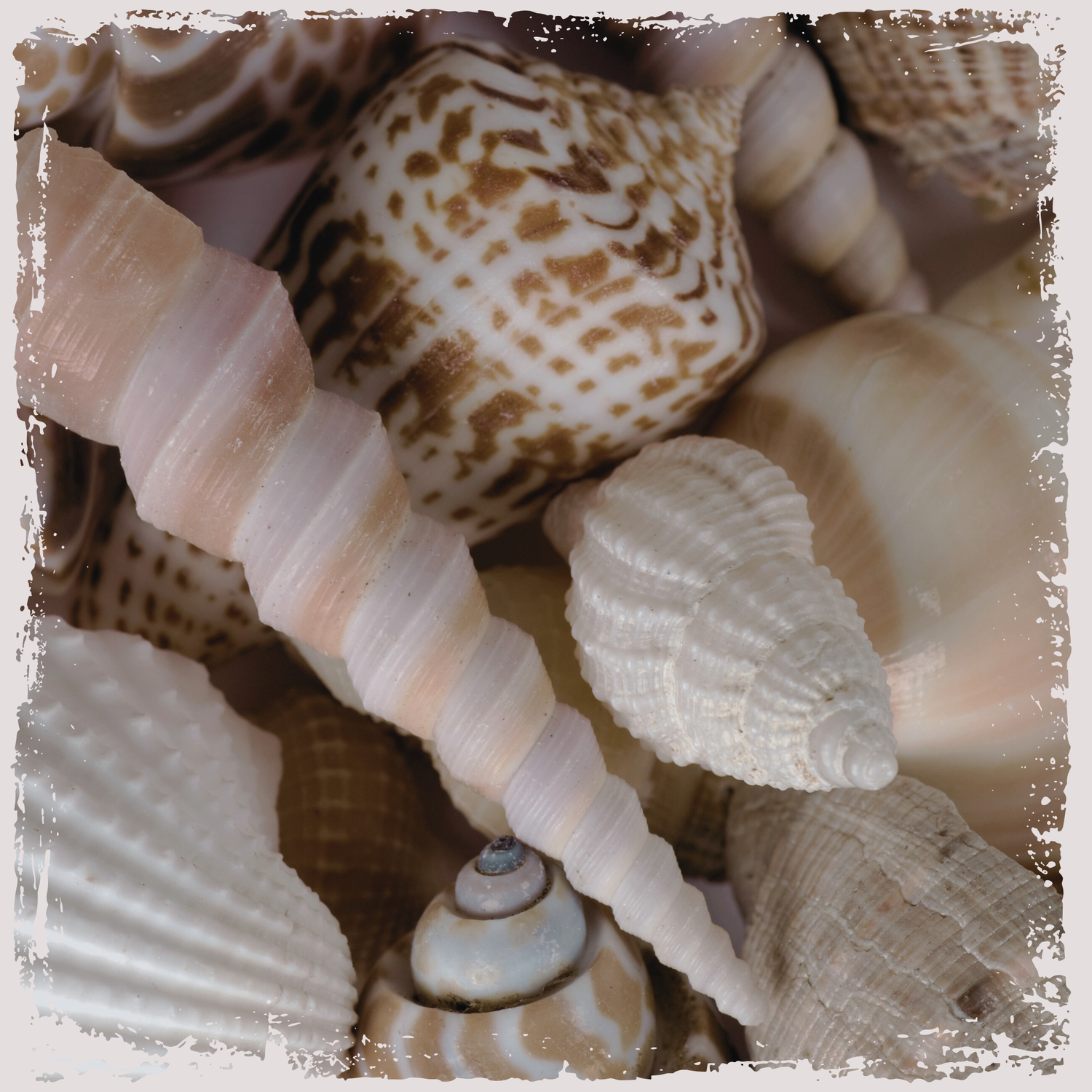 Image with text section